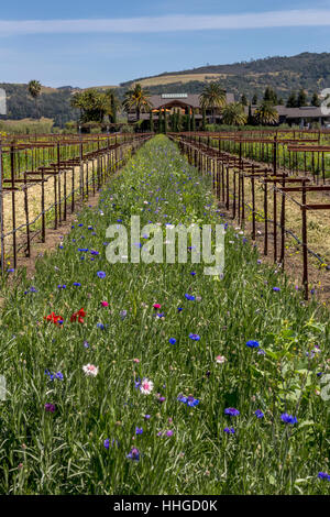 Vignoble, fleurs sauvages, bassin rond Estate, Rutherford, Napa Valley, Comté de Napa, Californie Banque D'Images