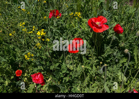 Pavot de Californie, coquelicots de Californie, fleurs de pavot rouge, fleurs sauvages, vignoble, bassin rond Estate, Rutherford, Napa Valley, Comté de Napa, Californie Banque D'Images