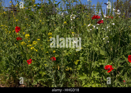 Pavot de Californie, coquelicots de Californie, fleurs de pavot rouge, fleurs sauvages, vignoble, bassin rond Estate, Rutherford, Napa Valley, Comté de Napa, Californie Banque D'Images