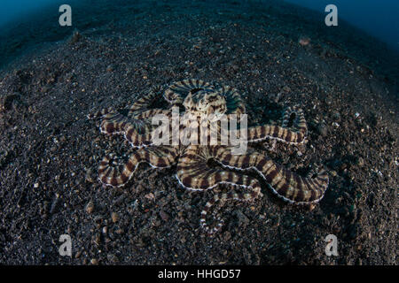 Un poulpe Mimic (Thaumoctopus mimicus) rampe à travers une pente de sable noir dans le Détroit de Lembeh (Indonésie). Banque D'Images