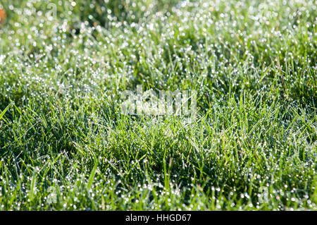 Les gouttelettes d'eau sur l'herbe, l'herbe verte avec des gouttes de pluie de bokeh Banque D'Images