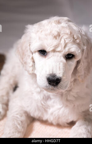 Chiot caniche blanc à la caméra frontale à en close up, joli chien avec fourrure frisée à six semaines, les yeux bruns avec un museau noir. Banque D'Images