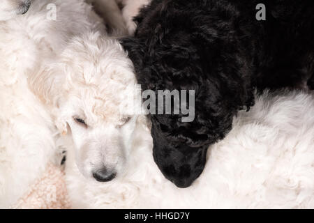 Chiots caniche dormir côte à côte sur la litière en vue supérieure, noir et blanc ensemble, jolies jeunes chiens. Banque D'Images