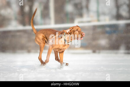 Hungarian Vizsla devint chien qui court sur jour de neige Banque D'Images
