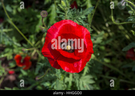 Pavot de Californie, coquelicots de Californie, fleurs de pavot rouge, fleurs sauvages, vignoble, bassin rond Estate, Rutherford, Napa Valley, Comté de Napa, Californie Banque D'Images