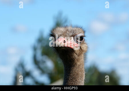 Oiseau Yeux Bec L Autruche L Enthousiasme L Amusement Plaisir Joie Gag Humour Photo Stock Alamy