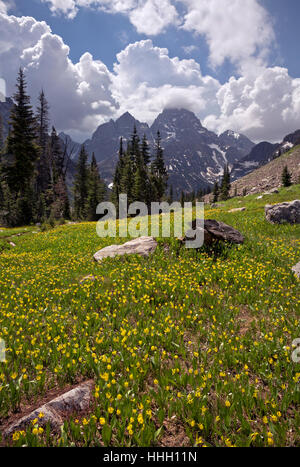 WY02084-00...WYOMING - fleurs dans un pré le long du sentier du lac Solitude dans le Grand Teton National Park. Banque D'Images