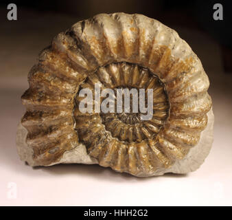 Prêt Androgynoceras ammonite vert de Charmouth, Jurassic Coast, UK Banque D'Images