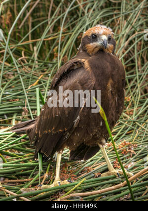 L'étape, niveau, gros plan, animal, oiseau, brown, brunâtre, brunette, oiseaux de proie, Banque D'Images