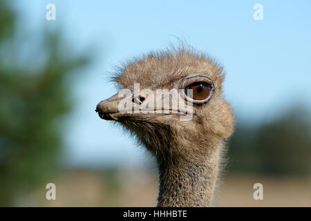Les Yeux D Oiseaux L Autruche L Enthousiasme L Amusement Plaisir Joie Gag Humour Photo Stock Alamy