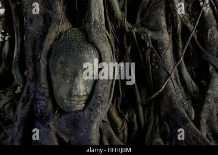 Tête de Bouddha en pierre entouré par des racines de l'arbre Banyan à Ayutthaya, Thaïlande Banque D'Images