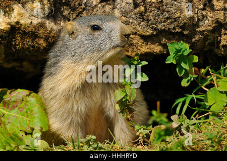 Macro, close-up, macro, admission vue en gros, caverne, rongeur, France, Banque D'Images