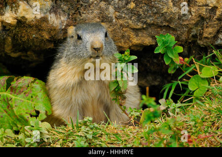 Macro, close-up, macro, admission vue en gros, caverne, rongeur, France, Banque D'Images