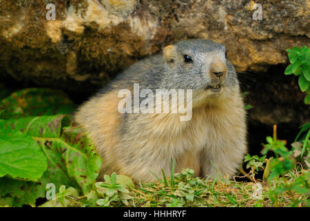 Macro, close-up, macro, admission vue en gros, caverne, rongeur, France, Banque D'Images