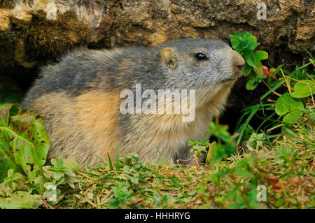 Macro, close-up, macro, admission vue en gros, caverne, rongeur, France, Banque D'Images