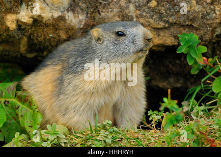 Macro, close-up, macro, admission vue en gros, caverne, rongeur, France, Banque D'Images