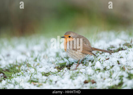 Robin Redbreast ( Erithacus rubecula aux abords ), fluffy, assis sur le sol, se repose de la neige, de la fin de l'arrivée de l'hiver, vue de côté. Banque D'Images