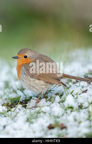 Robin Redbreast ( Erithacus rubecula aux abords ), fluffy, assis sur le sol, se repose de la neige, de la fin de l'arrivée de l'hiver, vue de côté. Banque D'Images