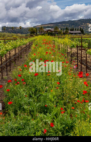 Pavot de Californie, coquelicots de Californie, fleurs de pavot rouge, fleurs sauvages, vignoble, bassin rond Estate, Rutherford, Napa Valley, Comté de Napa, Californie Banque D'Images