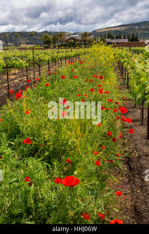 Coquelicots de Californie, fleurs sauvages, vignoble, bassin rond Estate, Rutherford, Napa Valley, Comté de Napa, Californie Banque D'Images