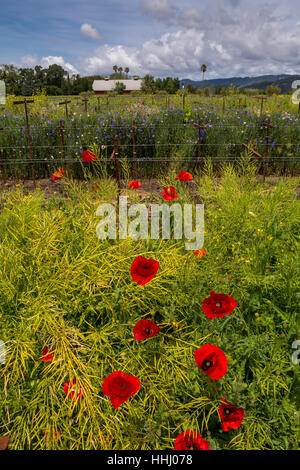 Pavot de Californie, coquelicots de Californie, fleurs de pavot rouge, fleurs sauvages, vignoble, bassin rond Estate, Rutherford, Napa Valley, Comté de Napa, Californie Banque D'Images