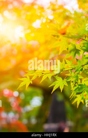 Belle Feuille d'érable au Japon l'automne dans la lumière du matin pour l'arrière plan. Banque D'Images