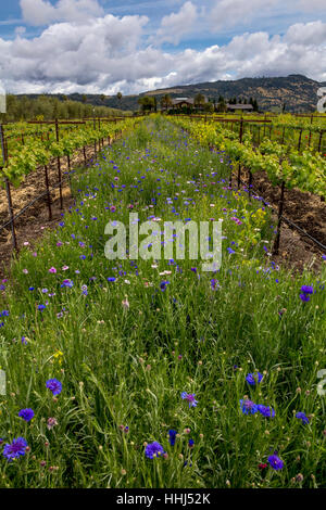 Vignoble, fleurs sauvages, bassin rond Estate, Rutherford, Napa Valley, Comté de Napa, Californie Banque D'Images