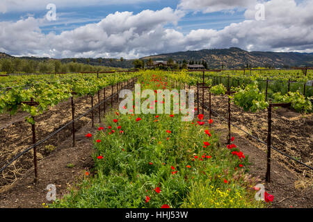 Pavot de Californie, coquelicots de Californie, fleurs de pavot rouge, fleurs sauvages, vignoble, bassin rond Estate, Rutherford, Napa Valley, Comté de Napa, Californie Banque D'Images