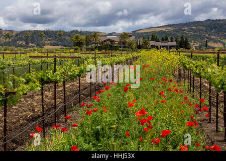 Pavot de Californie, coquelicots de Californie, fleurs de pavot rouge, fleurs sauvages, vignoble, bassin rond Estate, Rutherford, Napa Valley, Comté de Napa, Californie Banque D'Images