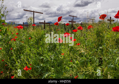 Pavot de Californie, coquelicots de Californie, fleurs de pavot rouge, fleurs sauvages, vignoble, bassin rond Estate, Rutherford, Napa Valley, Comté de Napa, Californie Banque D'Images