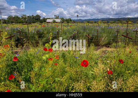 Pavot de Californie, coquelicots de Californie, fleurs de pavot rouge, fleurs sauvages, vignoble, bassin rond Estate, Rutherford, Napa Valley, Comté de Napa, Californie Banque D'Images