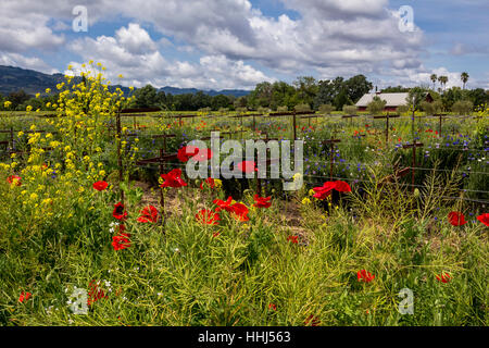 Pavot de Californie, coquelicots de Californie, fleurs de pavot rouge, fleurs sauvages, vignoble, bassin rond Estate, Rutherford, Napa Valley, Comté de Napa, Californie Banque D'Images