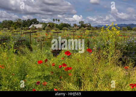 Pavot de Californie, coquelicots de Californie, fleurs de pavot rouge, fleurs sauvages, vignoble, bassin rond Estate, Rutherford, Napa Valley, Comté de Napa, Californie Banque D'Images