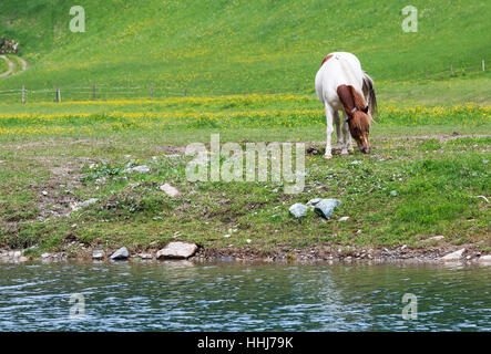 Cheval broute sur un pré vert par la rivière Banque D'Images