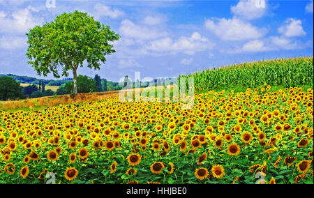 Champ de tournesol avec arbre Banque D'Images