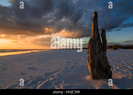 Un morceau de bois flotté avec personnalité est éclairé par un magnifique coucher de soleil sur une belle plage de la côte du golfe de Floride blanc Banque D'Images