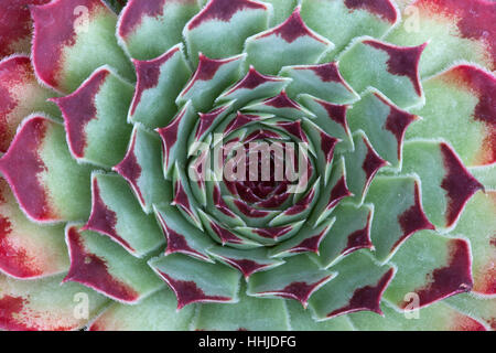 Sempervivum calcareum 'Mrs Guiseppi' Banque D'Images