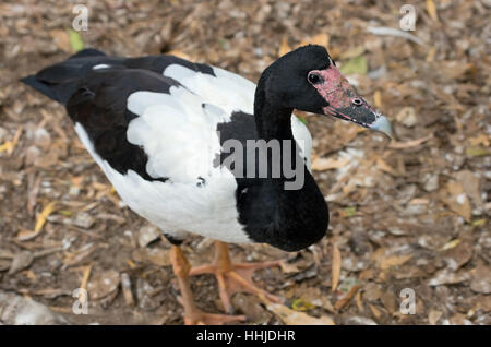 Magpie goose ou Anseranas semipalmata corps plein d'oiseaux Banque D'Images