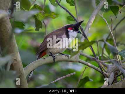 Oiseau indien - paradis asiatique Flycatcher dans le feuillage dense dans l'habitat naturel. Banque D'Images