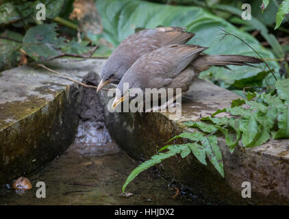 Oiseaux - l'indien commun discoureur jungle près d'une paire de trou d'eau. Banque D'Images