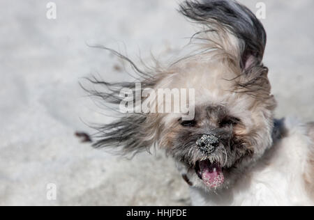 Cockapoo sur une plage de sable fin Banque D'Images