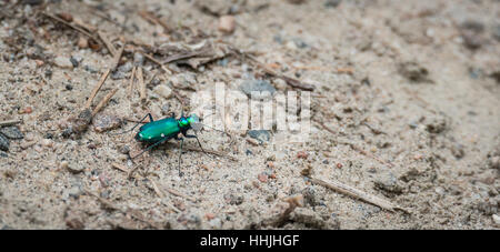 Repéré Six vert métallique Tiger beetle - (Cicindela sexguttata). Fait son chemin le long d'une partie de sable de Bois-de-chaussée. Banque D'Images