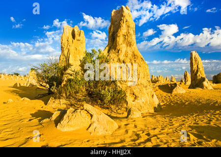 Piliers de calcaire dans le Désert des Pinnacles dans le Parc National de Nambung en Australie de l'Ouest Banque D'Images