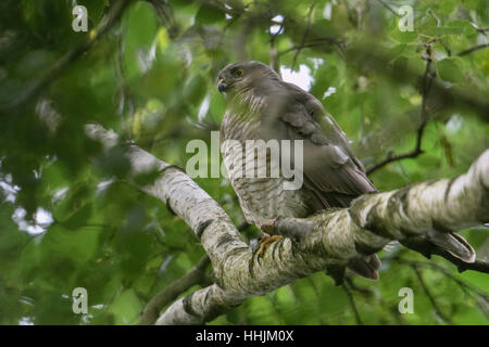 Fauve ( Accipiter nisus ), secret femme, regarder, haut perchées dans un arbre près de son nid, caché entre les feuilles. Banque D'Images