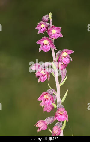 Cephalanthère rouge sombre (Epipactis atrorubens), une orchidée magenta croissant dans une carrière de craie de Durham Banque D'Images