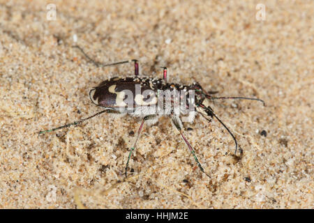 Tiger Beetle Dune (Cicindela maritima), un des rares insectes noir et crème de dunes de sable côtières en Grande-Bretagne Banque D'Images