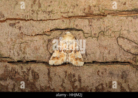 Jaunâtre sombre des Eremobia ochroleuca, un espèce de migrants, perché sur une branche dans un jardin de banlieue dans la région de Norfolk, UK Banque D'Images
