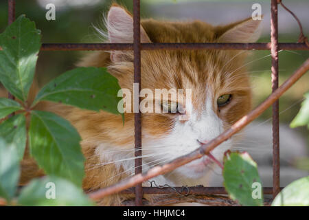 Cat se trouvant dans des cages avec expression triste. Extreme close-up. Arrière-plan flou flou artistique. Banque D'Images