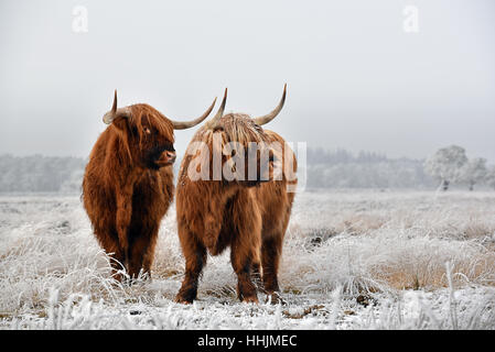 Deux Scottish highlanders dans un paysage d'hiver. Banque D'Images