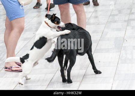 Deux chiens jouent sur la rue en claire journée d'été Banque D'Images